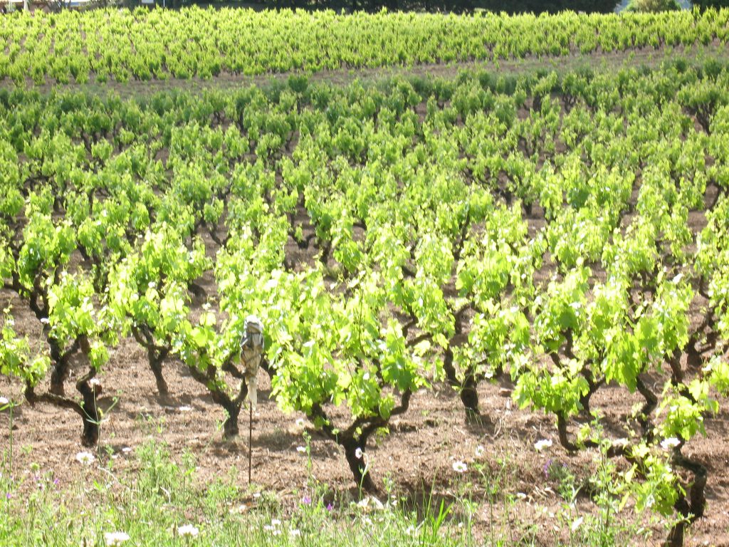 Grapevines at vineyard before fete.