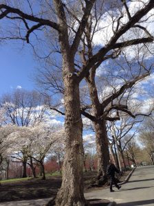 Oaks in Boston, April 2015